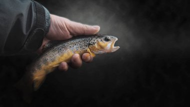 Beautiful trout close-up on a dark background.