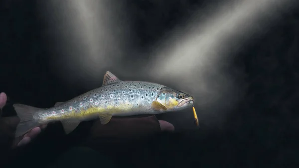 Beautiful trout close-up on a dark background. — 스톡 사진