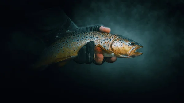 Beautiful trout close-up on a dark background. — 스톡 사진