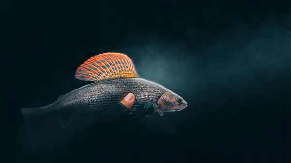 Grayling close-up on a dark background. — 스톡 사진