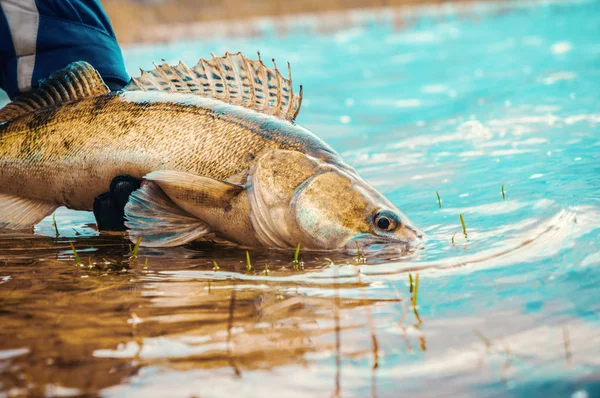 Pesca en el principio de "captura y liberación". Zander. . — Foto de Stock