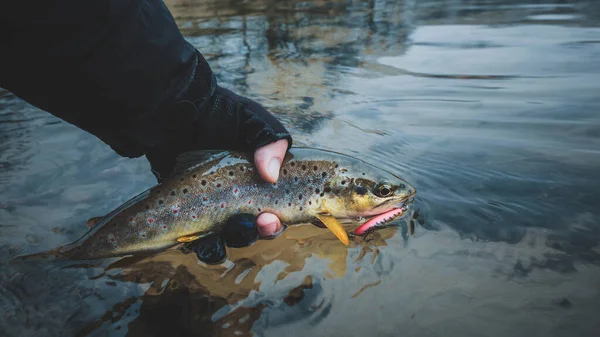 Trout Close Hand Fisherman — Stock Photo, Image