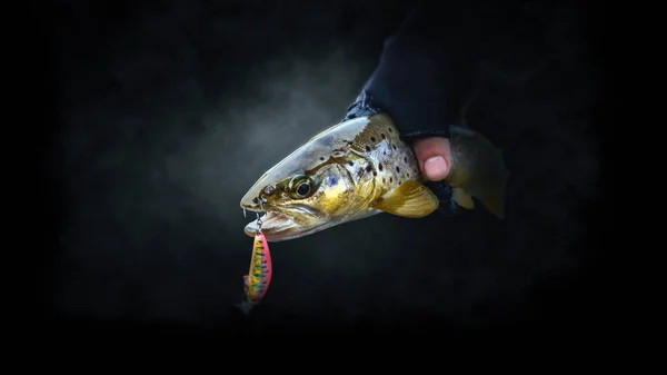 Großaufnahme Einer Forelle Der Hand Eines Fischers Vor Dunklem Hintergrund — Stockfoto
