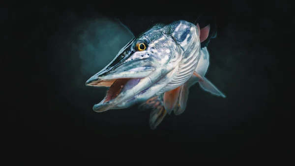 Pike Közelkép Sötét Háttérrel Halászat — Stock Fotó