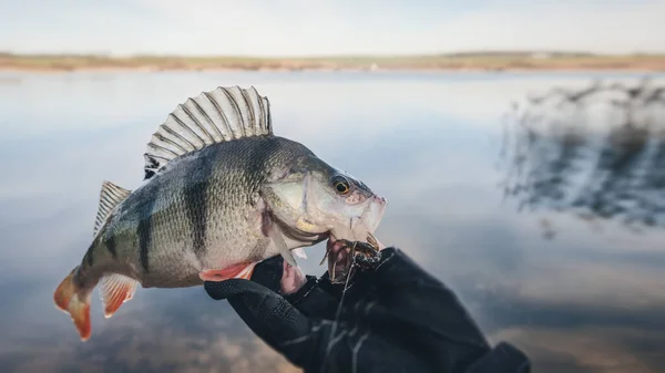 Vacker Abborre Handen Fiskare — Stockfoto