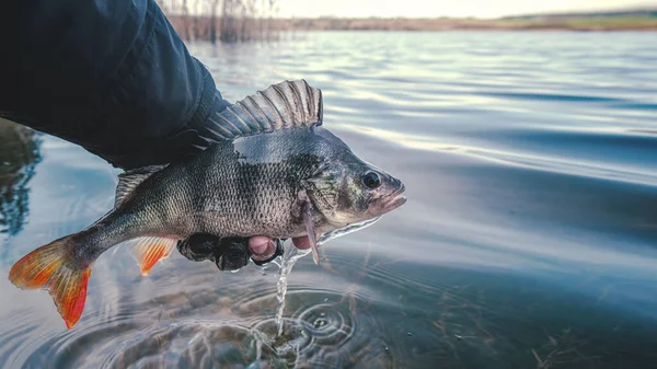 Ein Schöner Barsch Der Hand Eines Fischers — Stockfoto