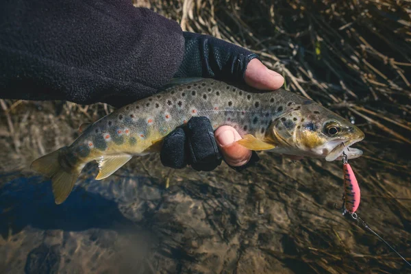 Trout Hand Fisherman — 스톡 사진