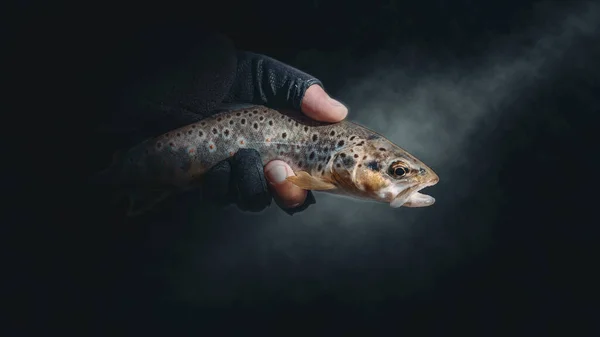 Forellen Der Hand Eines Fischers — Stockfoto