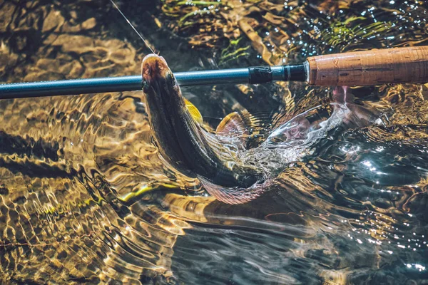 Grigliare Acqua Limpida Pesca Mosca Tenkara — Foto Stock