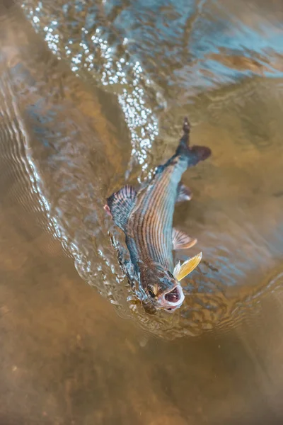 Grayling Helder Water Vliegvissen Tenkara — Stockfoto