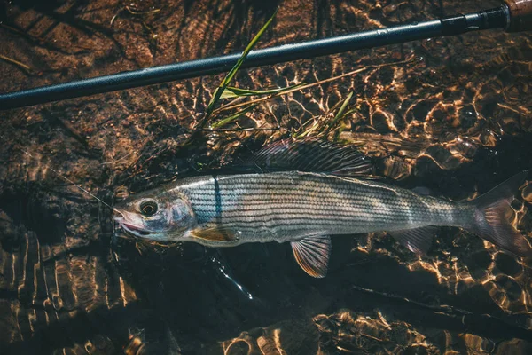 Äschen Klaren Wasser Fliegenfischen Und Tenkara — Stockfoto