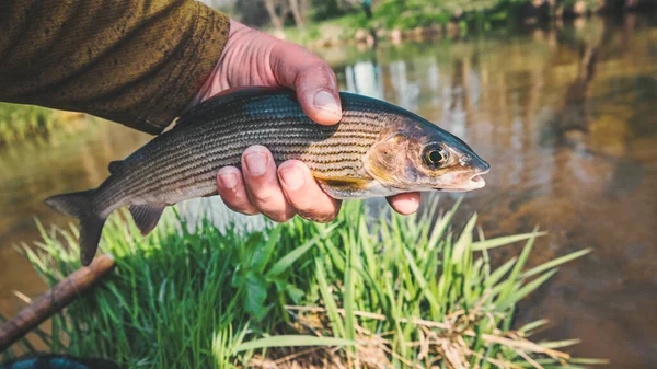 Schöne Äsche Beim Fliegenfischen Gefangen — Stockfoto