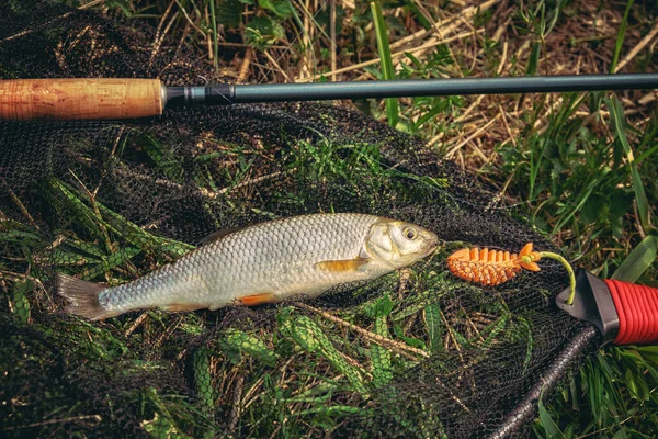 Belos Cinzentos Capturados Enquanto Pesca Com Mosca — Fotografia de Stock