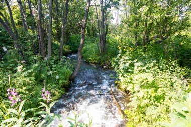 Dağ Akıntısı, Kamçatka Yarımadası, Rusya.