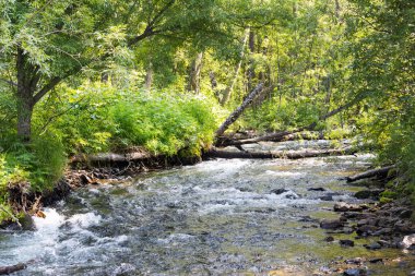 Dağ Akıntısı, Kamçatka Yarımadası, Rusya.