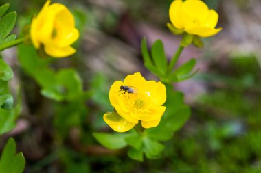 Düğünçiçeği karı (Ranunculus nivalis), Kamçatka Yarımadası, Rusya.