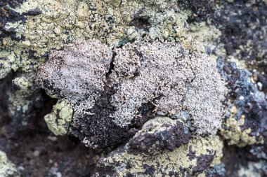 Küçük tundra bitkileri ve yosunlar, Kamçatka Yarımadası, Rusya.