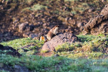 Siyah başlıklı dağ sıçanı (Marmota camtschatica). Bu tür dağ sıçanı biyolojik olarak Moğol dağ sıçanlarına benzer - tarbagan (Marmota sibirica). Doğu, Kuzey-Batı Sibirya ve Kamçatka 'da yaşar..
