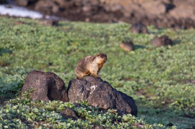 Siyah başlıklı dağ sıçanı (Marmota camtschatica). Bu tür dağ sıçanı biyolojik olarak Moğol dağ sıçanlarına benzer - tarbagan (Marmota sibirica). Doğu, Kuzey-Batı Sibirya ve Kamçatka 'da yaşar..
