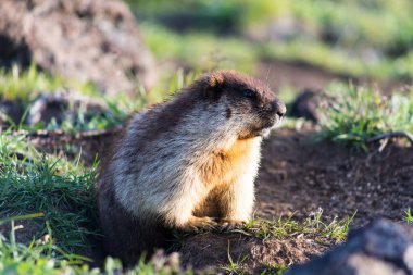 Siyah başlıklı dağ sıçanı (Marmota camtschatica). Bu tür dağ sıçanı biyolojik olarak Moğol dağ sıçanlarına benzer - tarbagan (Marmota sibirica). Doğu, Kuzey-Batı Sibirya ve Kamçatka 'da yaşar..