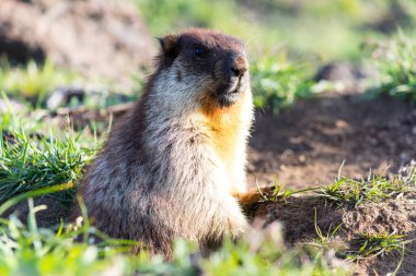 Siyah başlıklı dağ sıçanı (Marmota camtschatica). Bu tür dağ sıçanı biyolojik olarak Moğol dağ sıçanlarına benzer - tarbagan (Marmota sibirica). Doğu, Kuzey-Batı Sibirya ve Kamçatka 'da yaşar..