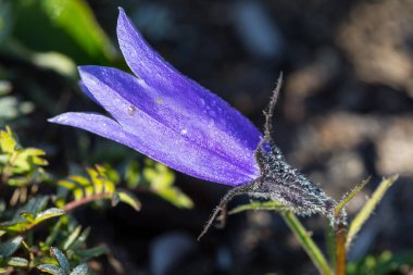 Tek çiçekli çan (Campanula uniflora L), Kamçatka Yarımadası, Rusya.