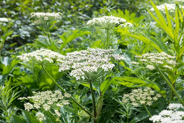 Sibirya Hogweed (Heracleum sibiricum), Kamçatka Yarımadası, Rusya.