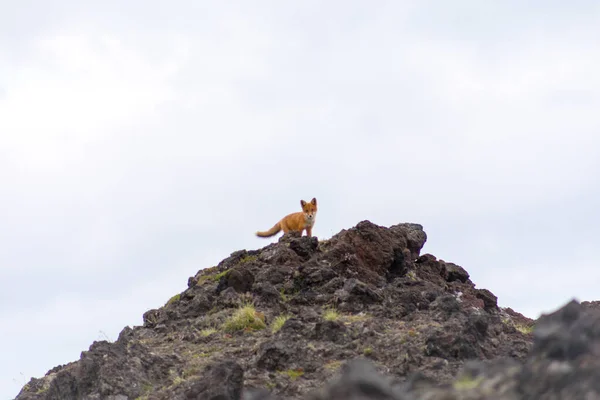 Zorro Rojo Entre Las Piedras Península Kamchatka Rusia —  Fotos de Stock