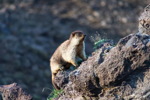 Marmota Tapa Negra Marmota Camtschatica Este Tipo Marmota Biológicamente Similar —  Fotos de Stock