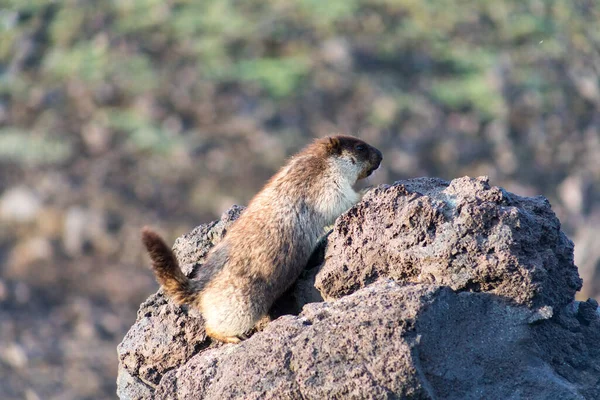 Marmota Tapa Negra Marmota Camtschatica Este Tipo Marmota Biológicamente Similar —  Fotos de Stock