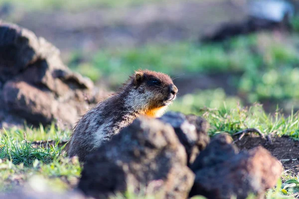 Fekete Sapkás Mormota Marmota Camtschatica Fajta Mormota Biológiailag Hasonló Mongol — Stock Fotó