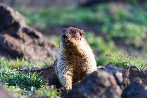 Siyah başlıklı dağ sıçanı (Marmota camtschatica). Bu tür dağ sıçanı biyolojik olarak Moğol dağ sıçanlarına benzer - tarbagan (Marmota sibirica). Doğu, Kuzey-Batı Sibirya ve Kamçatka 'da yaşar..