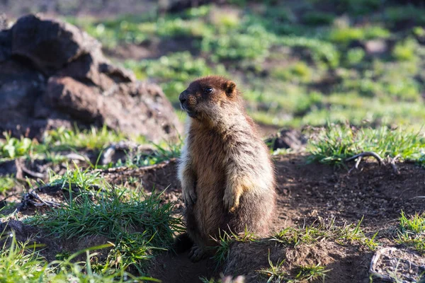 Marmota Tapa Negra Marmota Camtschatica Este Tipo Marmota Biológicamente Similar —  Fotos de Stock