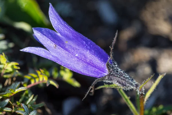 Single Flowered Bell Campanula Uniflora Kamchatka Peninsula Russia — Stock Photo, Image