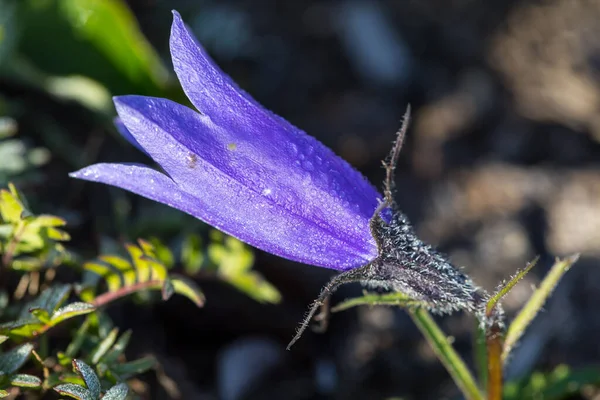 Tek çiçekli çan (Campanula uniflora L), Kamçatka Yarımadası, Rusya.