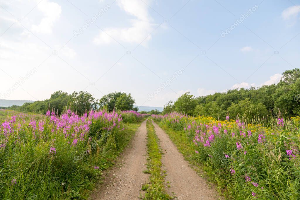 Bushes of a lupine near a country road, Kamchatka Peninsula, Russia.