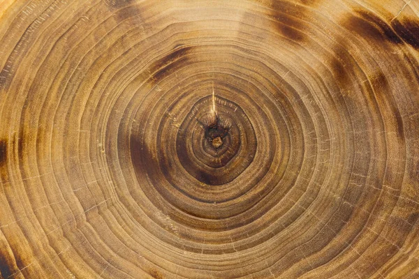 Nahaufnahme Pappelstammscheibe, Wachstumsringe. Verbranntes Holz. — Stockfoto