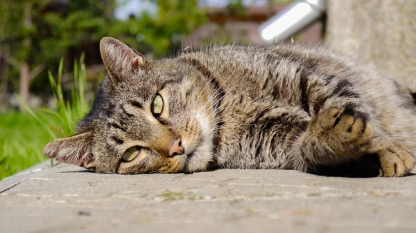 Bahçede tekir kedi yatıyor.