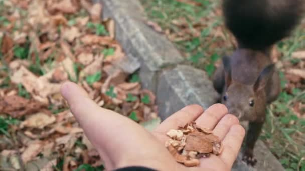 Um esquilo corajoso comer nozes da mão, POV, câmera lenta — Vídeo de Stock