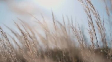 Batan güneşin altında tarlada çivili kazıklar