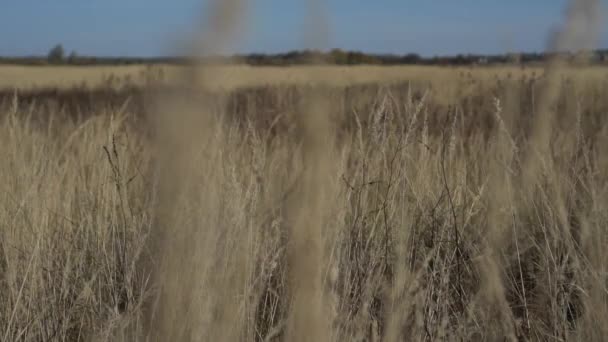 Tiros estáticos de grama crescendo na colina com profundidade de campo rasa — Vídeo de Stock