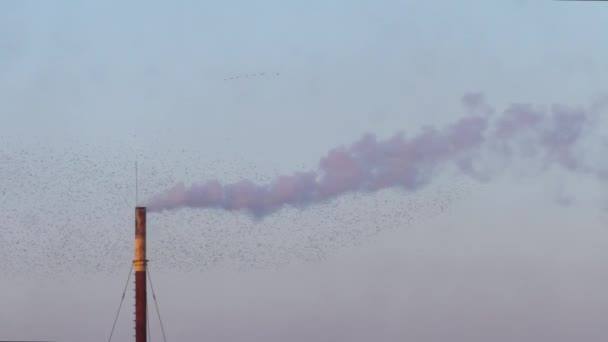 浓烟从管道中冒出来, 背景上有许多鸟 — 图库视频影像
