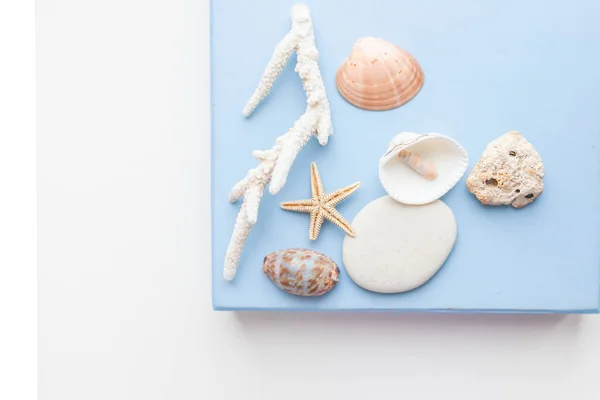 Various shells of marine mollusks, starfish, corals. Marine decorative composition on pastel blue background. Flat lay, top view mockup