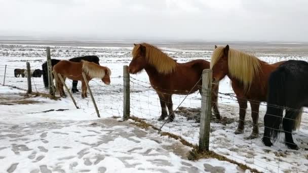 Isländska hästar snöiga landsbygden nära Reykjavik Island — Stockvideo