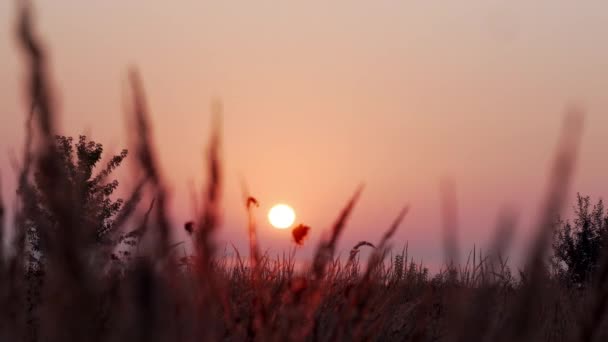 風景。太陽は野生の湖に昇り、大きな雲の中に隠されています。草とサトカのシルエット。草の中のクモや他の昆虫が見える — ストック動画