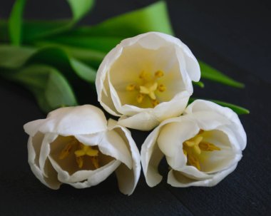 Beyaz Lale buketi makro karanlık