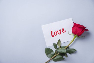 Güzel bir gül mavi bir arkaplanda uzanıyor. 