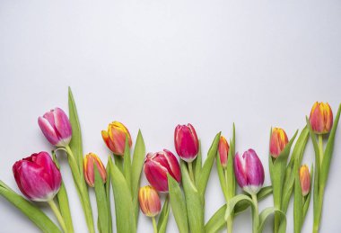 Mavi arka planda parlak, taze pembe laleler. Üst görünüm, düz görünüm ve boşluk kopyala