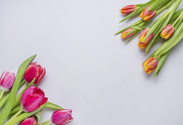 two bright fresh bouquets of pink and yellow tulips on a gray background top and bottom. Top view, flat lay and copy space