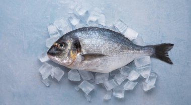 Dondurulmuş çiğ Dorado balığı, mavi arka planda buzda. Üst görünüm ve kopyalama alanı
